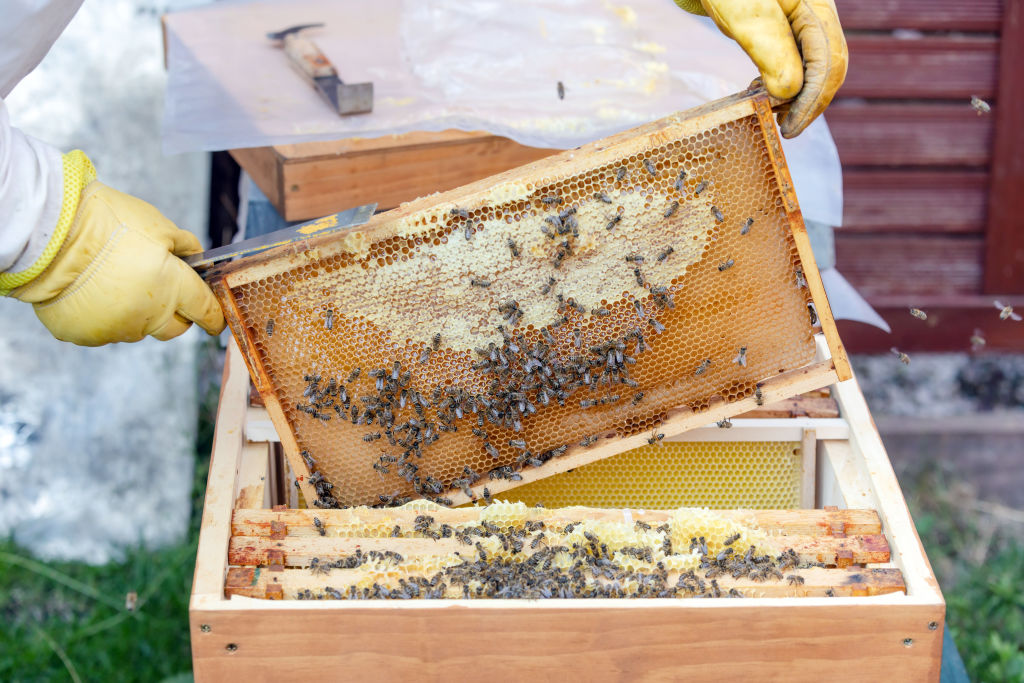 The honey trade between the EU and China has turned bitter according to one MEP, who has branded current arrangements between the two powers as being "unfair" to European beekeepers. (Photo by Frank Hoensch/Getty Images)