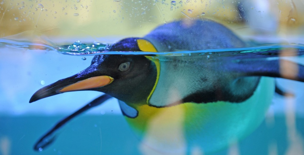 The Norwegian military has promoted a king penguin residing in a UK zoo to the rank of major general in its military. (EPA/MARC MUELLER)