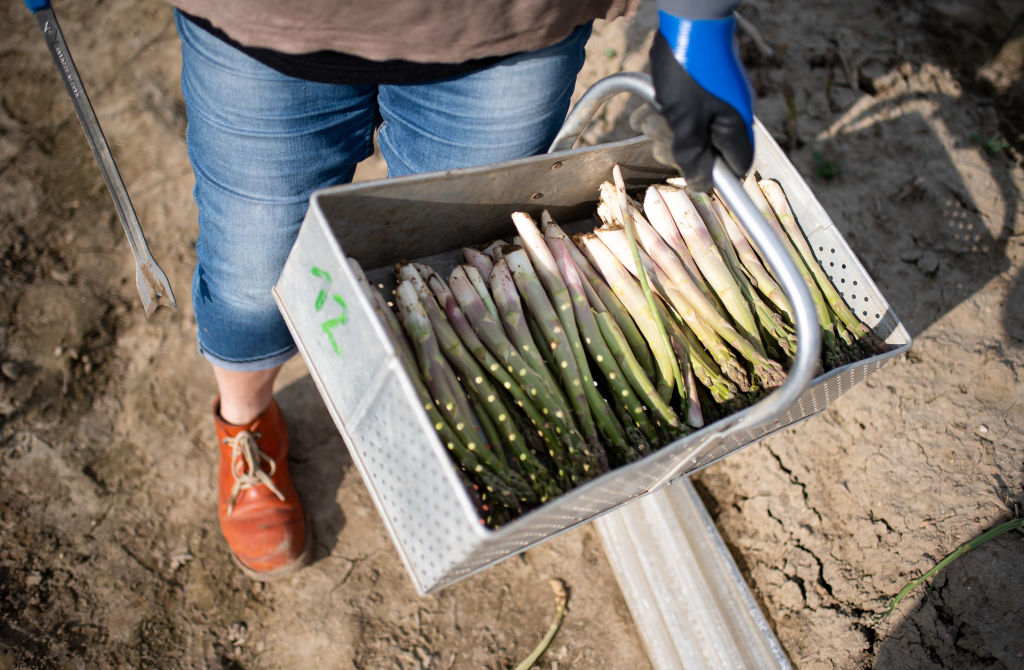 The European Commission has defended claims that German supermarket chains bare some responsibility for alleged abuses of migrant workers in the country. (Photo by Daniel Kopatsch/Getty Images)
