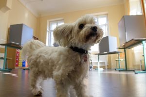 The European Commission has said that it is considering the implementation of new digital ID rules for cats and dogs bred commercially. (Photo by Jens Schlueter/Getty Images)