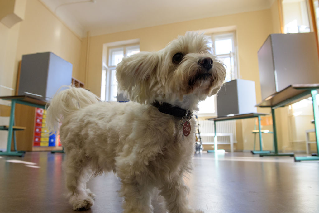 The European Commission has said that it is considering the implementation of new digital ID rules for cats and dogs bred commercially. (Photo by Jens Schlueter/Getty Images)