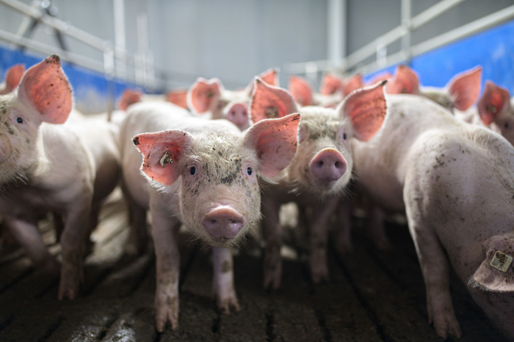 Germany has seen a six per cent drop in its nationwide meat production this year, the country's Destatis central statistics office has reported. (Photo by Lukas Schulze/Getty Images)