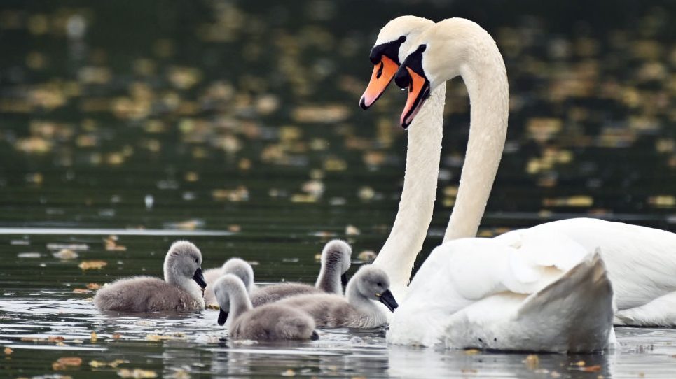 Only 34 swans remain in Brussels amid a rise in suspected poaching in the Belgian capital city. (Photo by Ken Jack/Getty Images)