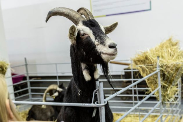 Politicians in Ireland have lambasted those criticising the crowning of a wild goat as 'King Puck' as "snowflakes", media reports have claimed. (Photo by Maja Hitij/Getty Images)