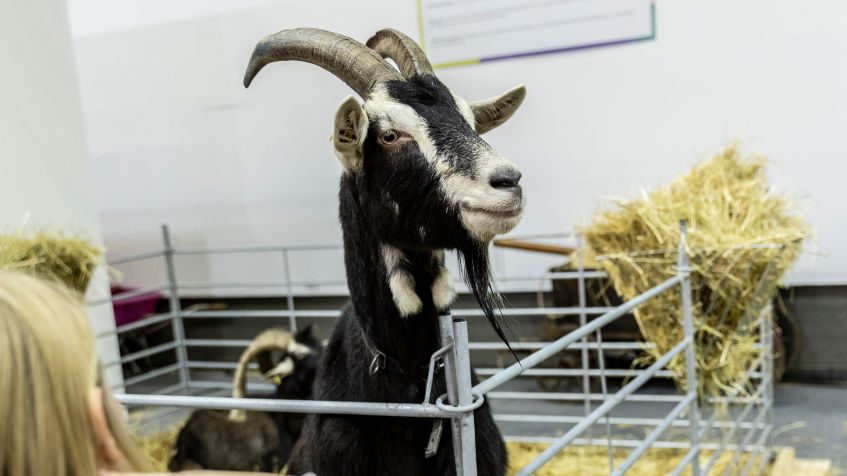 Politicians in Ireland have lambasted those criticising the crowning of a wild goat as 'King Puck' as "snowflakes", media reports have claimed. (Photo by Maja Hitij/Getty Images)