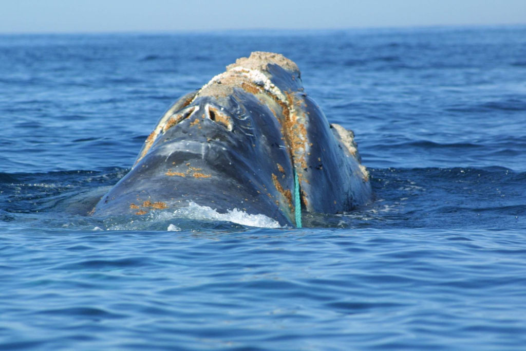 A documentary into the construction of wind farms in the North Atlantic has claimed that such projects are putting a species of whale under threat of "imminent extinction". (Photo by Getty Images)