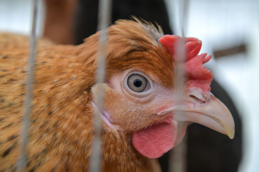 The European Commission is considering the possibility of imposing limits on certain types of chicken breeds, the body has confirmed. (Photo by Finnbarr Webster/Getty Images)