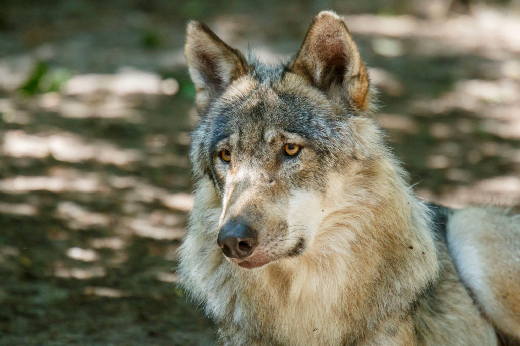 Ursula von der Leyen has once again escalated the European Union's war on wolves, with the bloc announcing it was looking to "modify" legal protections for the species. (Photo by Morris MacMatzen/Getty Images)