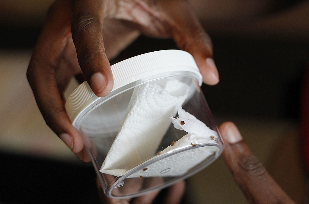 France's health minister has urged for public calm as both France and Belgium succumb to a plague of bedbugs. (Photo by Brian Kersey/Getty Images)