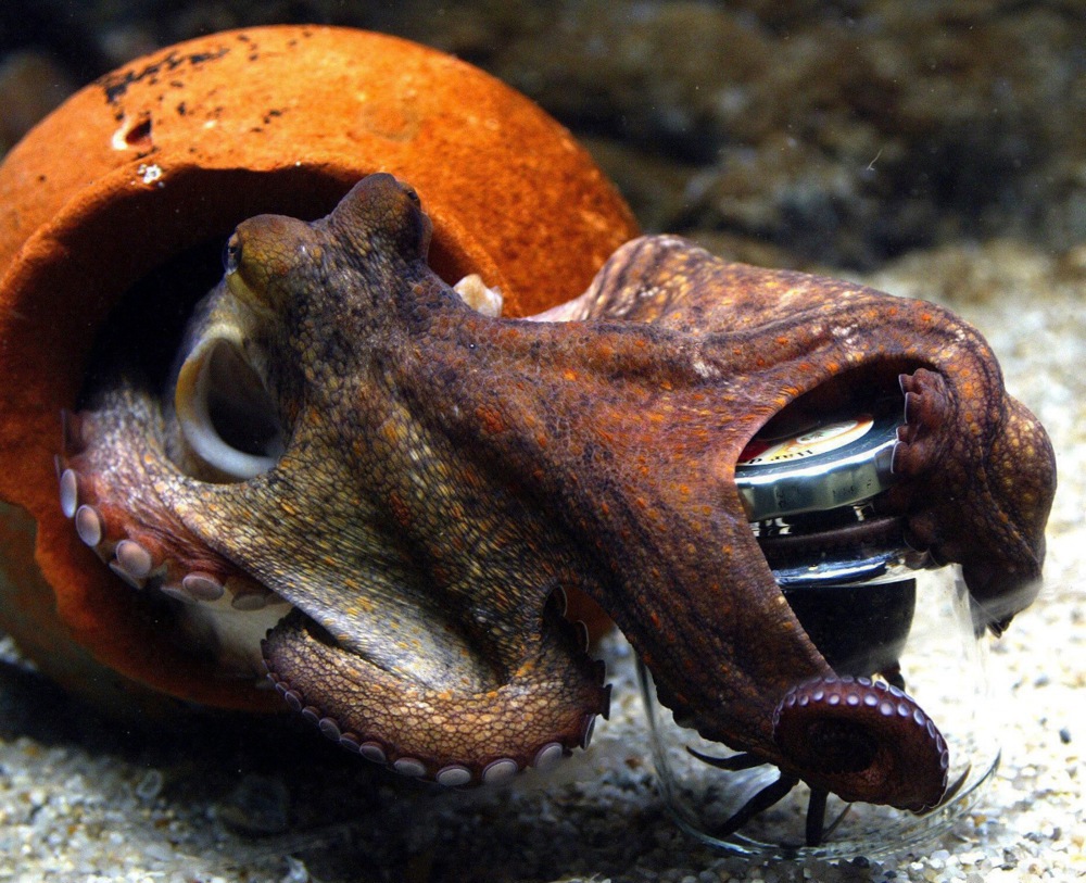 There are no animal welfare rights for octopus species present in EU law, the European Commission has confirmed. (EPA/JORGEN JESSEN)