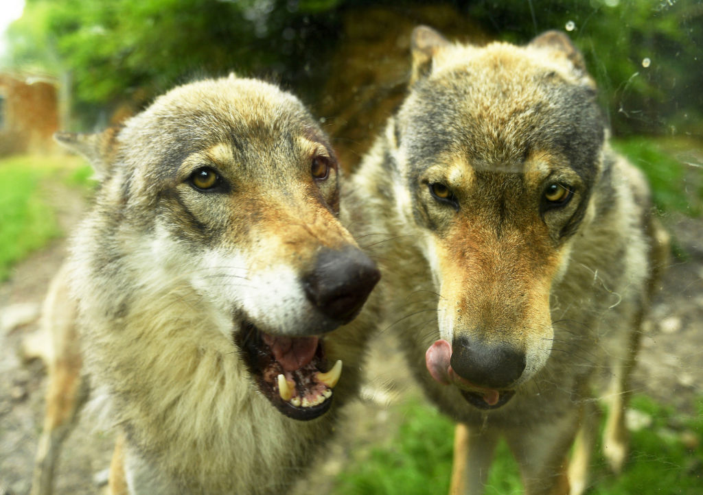 Environmentalist organisations have asked European Commission President Ursula von der Leyen to drop her apparent fatwa against the continent's wolf population. (Photo by Harry Trump/Getty Images)