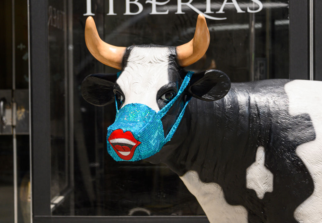 European authorities are "not planning to impose masks on cows", the bloc's agriculture commissioner, Janusz Wojciechowski, has said. (Photo by Noam Galai/Getty Images)