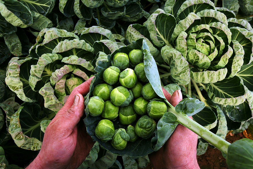 How to get your sprouts past Brussels -- it is harder than Starmer thinks (Photo by Matt Cardy/Getty Images)