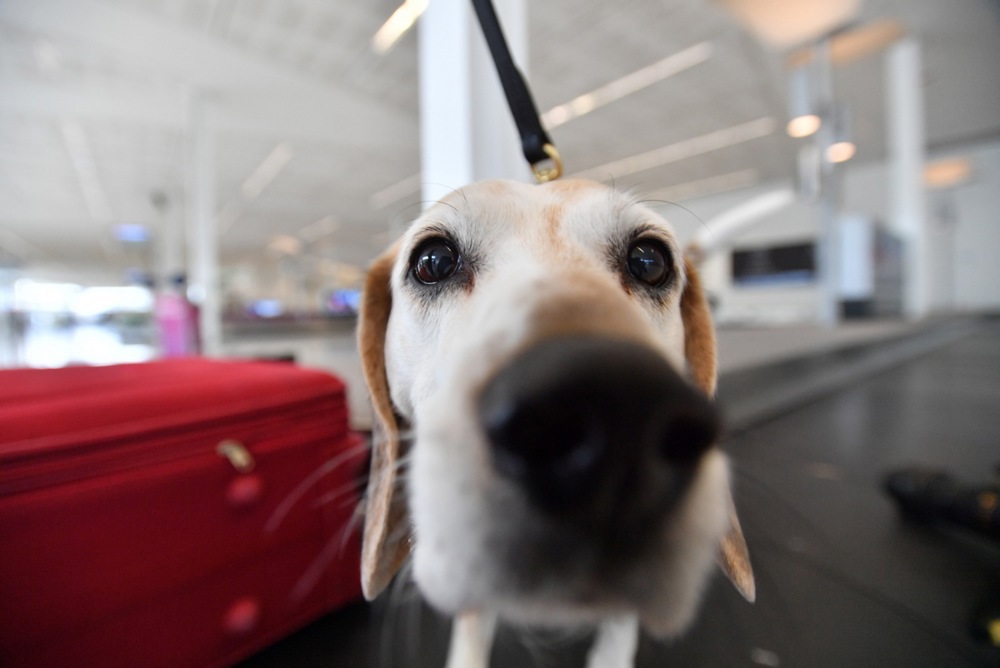 ARCHIVE IMAGE OF DIFFERENT DOG - South Korea has deployed a bedbug sniffer dog at its main Incheon international airport in a bid to reduce the risk of the tiny insects entering the country when athletes, officials and fans return from the Paris Olympics. (EPA-EFE/DAVID MARIUZ)
