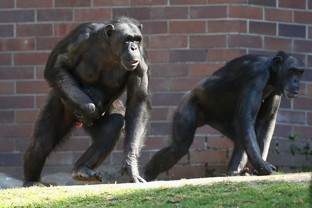 Nasty: chimps have genetic closeness to humans, have personality, and have teeth that can rip you open (Photo by Cameron Spencer/Getty Images)