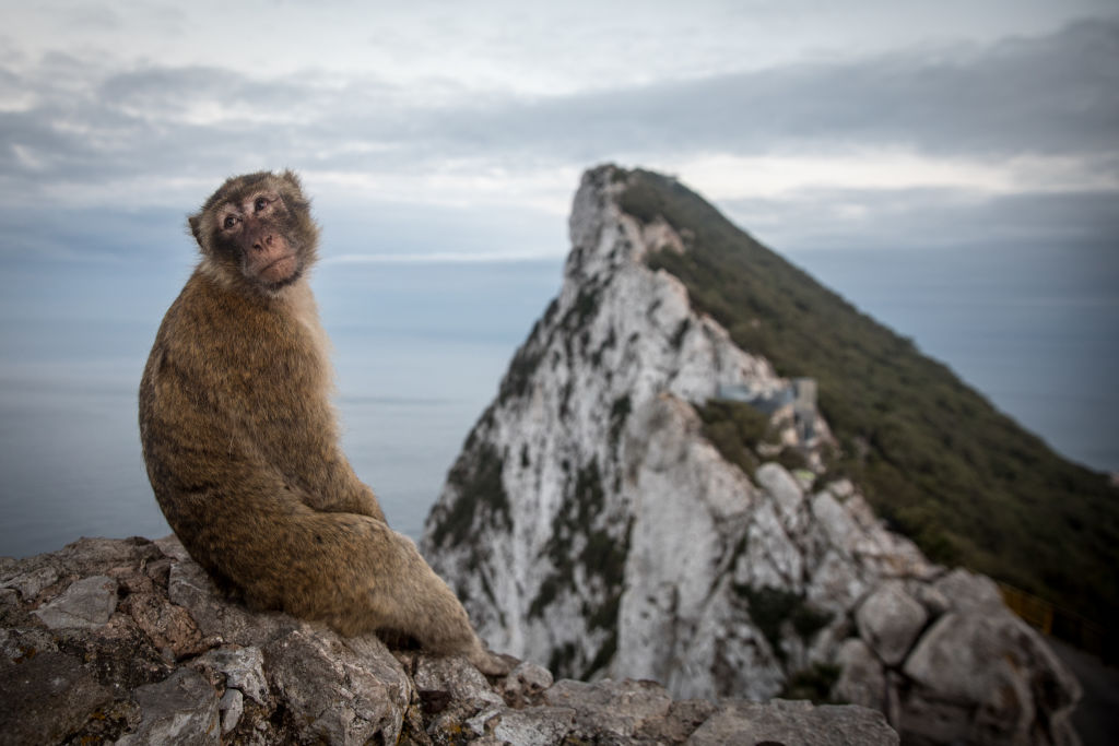 A Barbary monkey sits in his native Gibraltar and wonders if he is going to have to learn to speak Spanish (Photo by Matt Cardy/Getty Images)