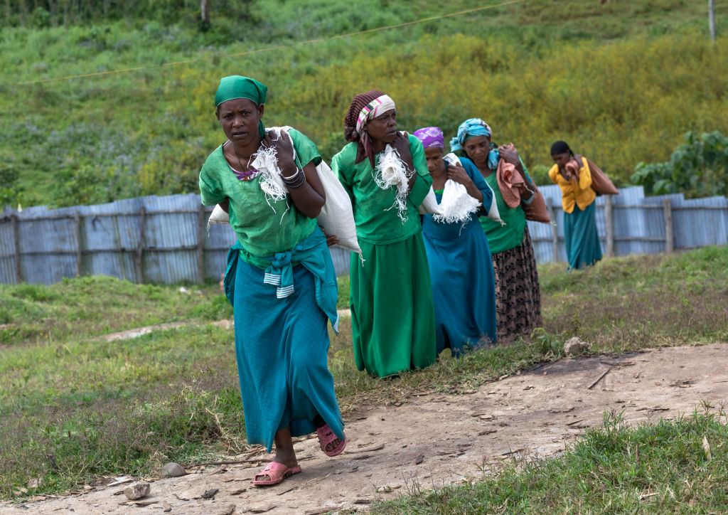 All very well harvesting coffee in Ethiopia, now the EU wants you to get back to your village and file detailed geotargeting of crops and supply chain data (Photo by Eric Lafforgue/Art in All of Us/Corbis via Getty Images)