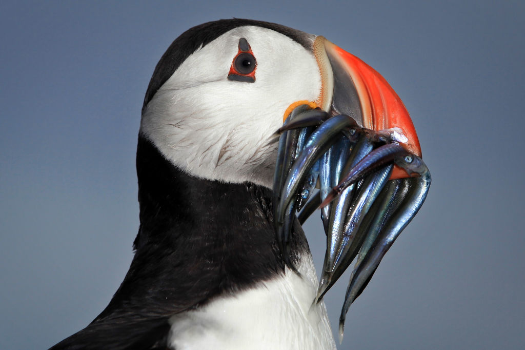A Puffin eating British sand eels, not EU sand eels (Photo by Dan Kitwood/Getty Images)