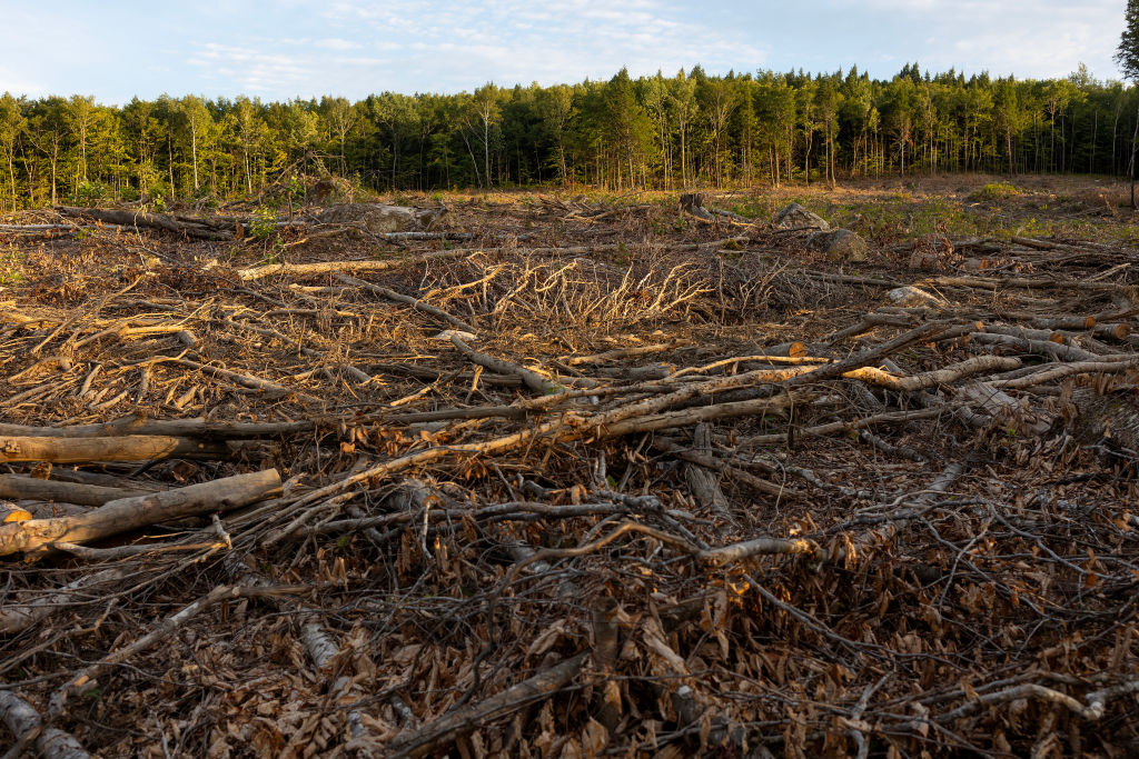 Members of the European Parliament voted to delay the implementation of the EU deforestation law and introduced amendments to soften existing regulations. (Photo by Andrew Lichtenstein/Corbis via Getty Images)