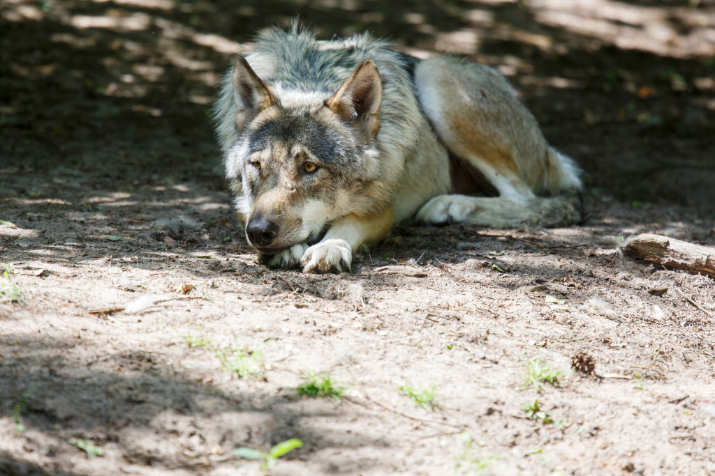 Ursula von der Leyen has succeeded in chewing up the animal rights protection enjoyed by wolves at the European level, the Commission has announced. (Photo by Morris MacMatzen/Getty Images)