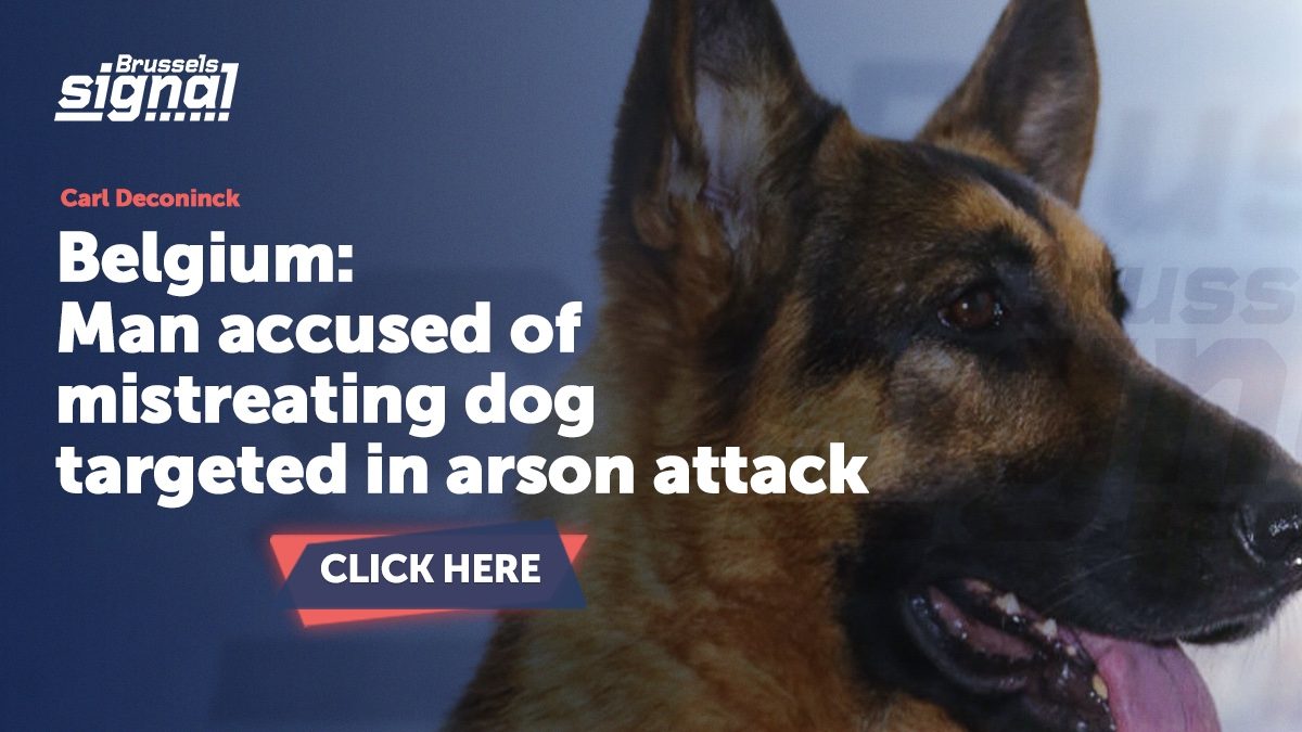 Accusing Dogs Belgium: Man accused of mistreating dog targeted in arson attack