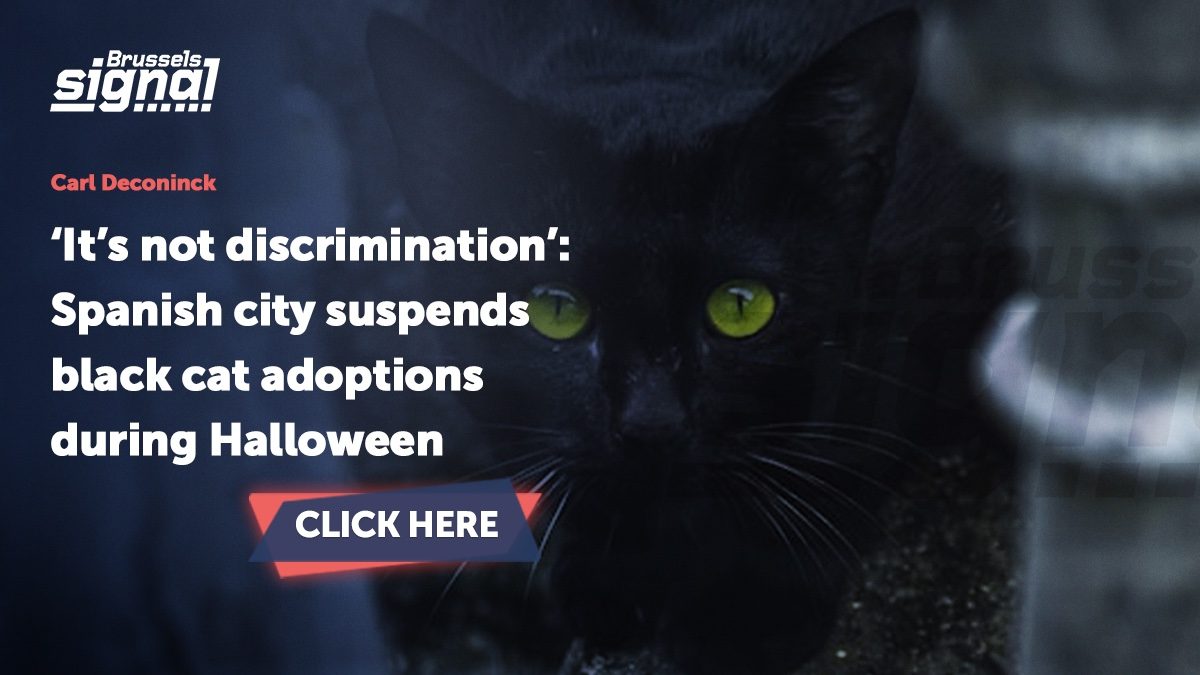 ‘It’s not discrimination’: Spanish city suspends black cat adoptions during Halloween