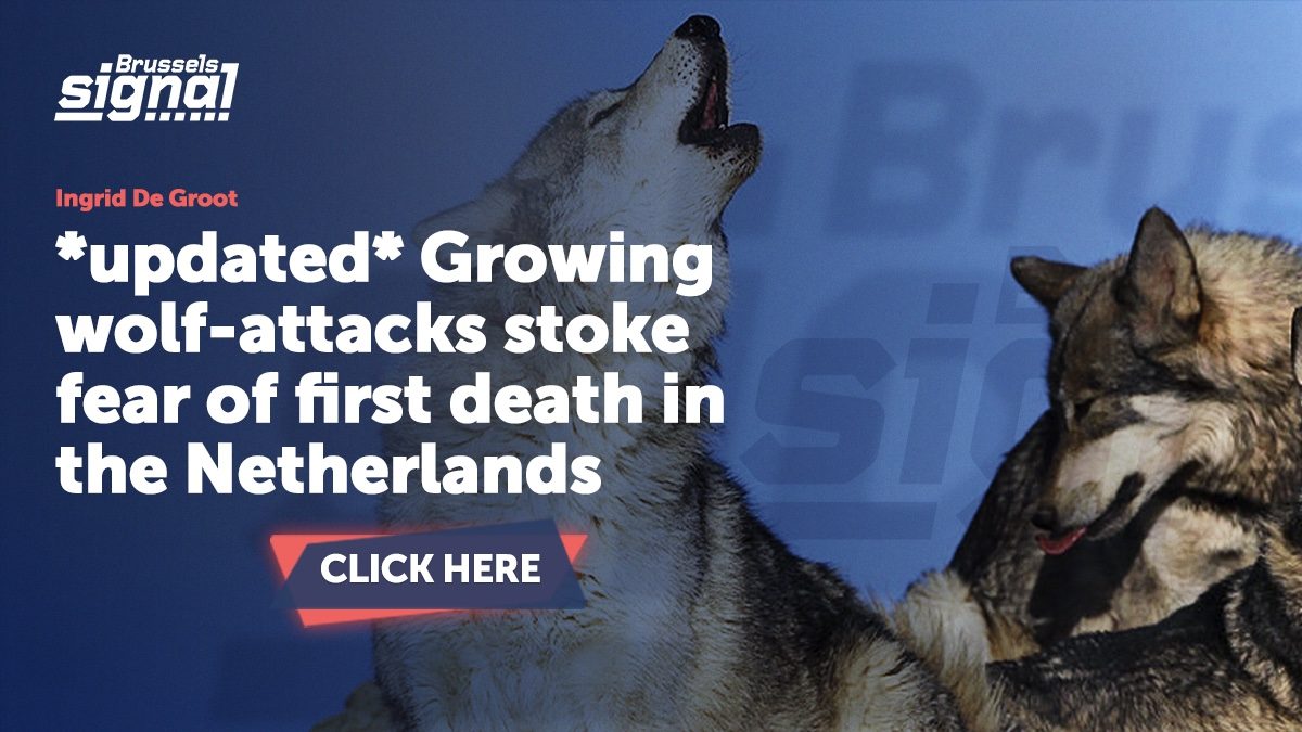 *updated* Growing wolf-attacks stoke fear of first death in the Netherlands