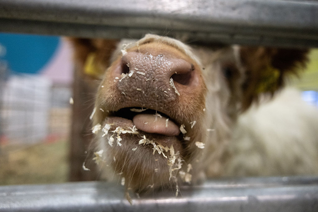 Need more manure for energy but deplore its production? EU left with bullshit