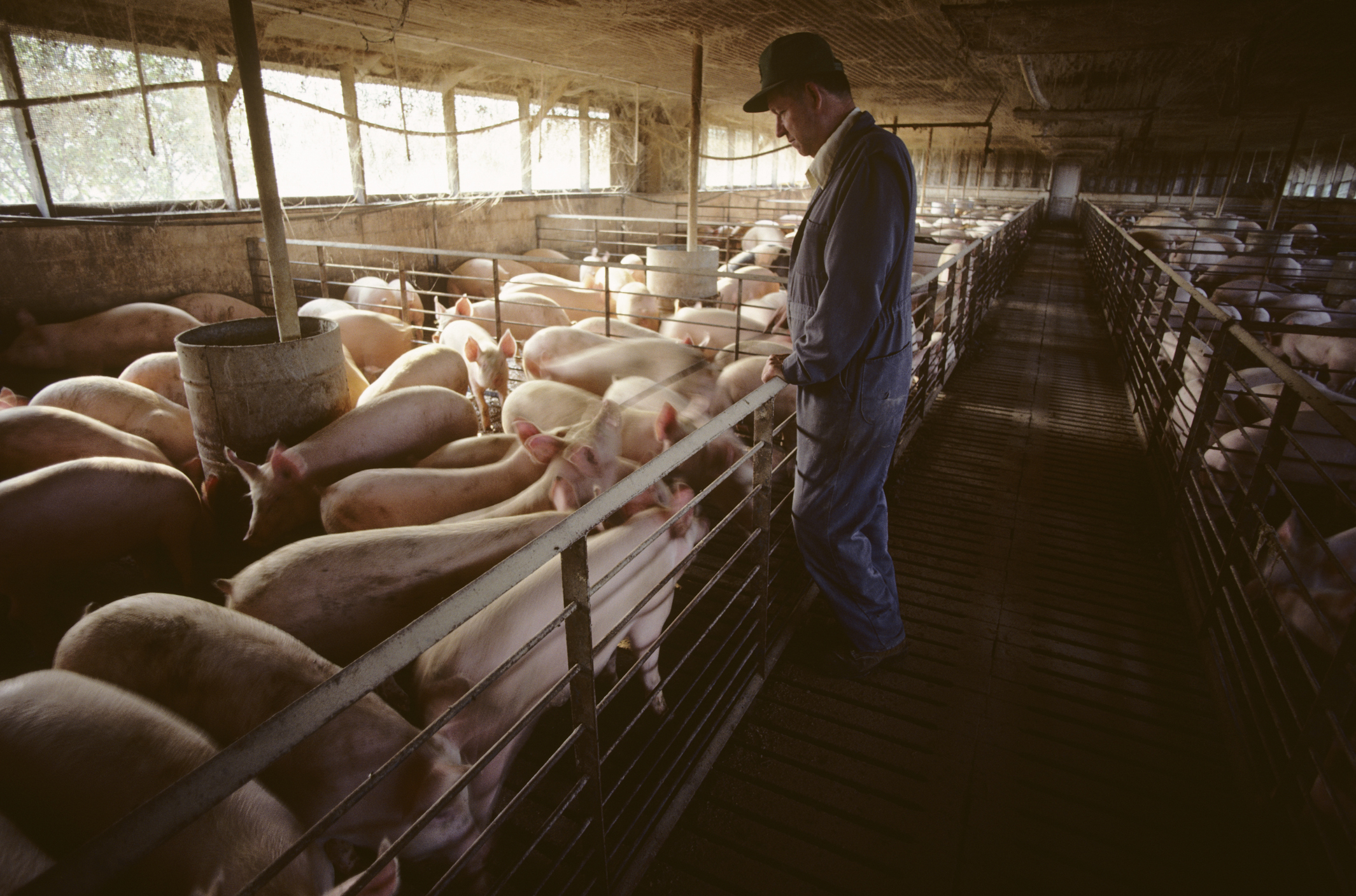 European prosecutors today demanded that Greece lift the parliamentary immunity of 11 lawmakers suspected of involvement in a scam that syphoned off millions of euros in EU farm subsidies for years. Getty