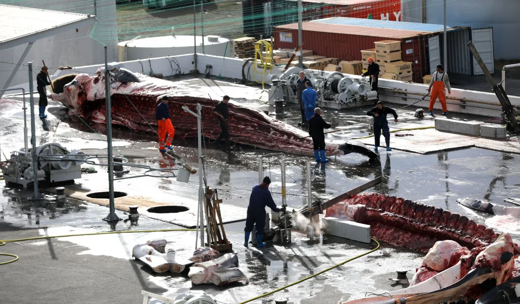 Iceland resumes whale hunt after two-year pause