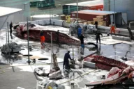 Iceland resumes whale hunt after two-year pause