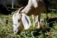 Afghan migrant convicted in France for repeated sexual abuse of goats and a lamb