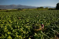 Philip Morris International urges EU to treat tobacco like any other legal industry