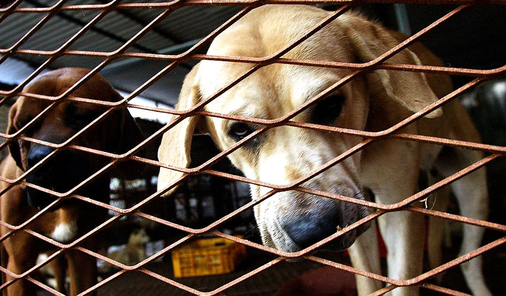 North Korea recommends dog-meat soup to combat summer heatwave