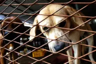 North Korea recommends dog-meat soup to combat summer heatwave