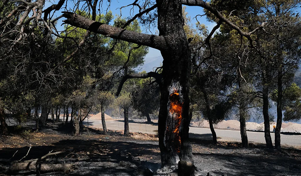 Greece’s ageing power grid accounts for 75 per cent of land burned this year