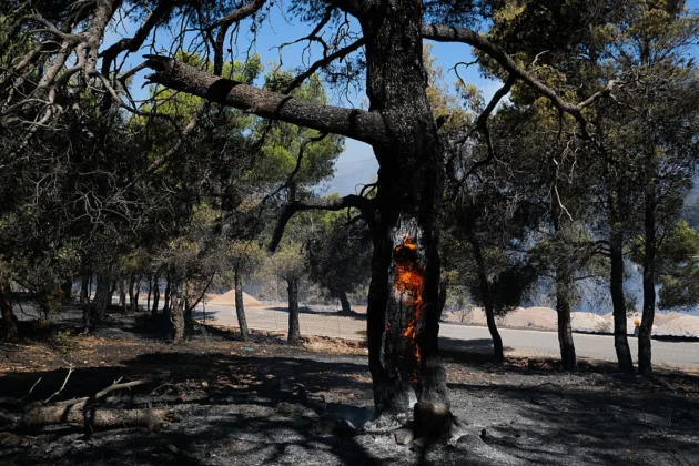 Greece's ageing power grid accounts for 75 per cent of land burned this year