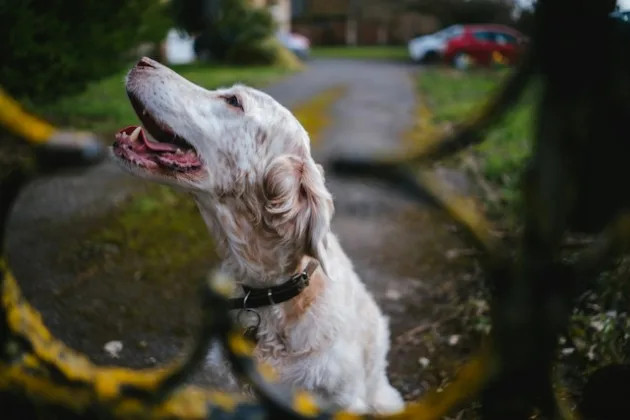 AfD'ers apparently can't own dogs. (Photo - Phil Hearing via Unsplash)